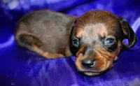 Circe, a female Miniature Dachshund for sale in Bloomington, IN – 4 of 6