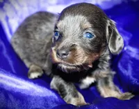 Helen, a female Miniature Dachshund for sale in Bloomington, IN – 1 of 6