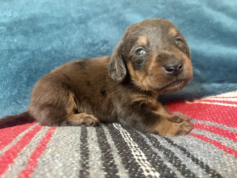 Paddington – Miniature Dachshund, Poodle - Standard  puppy for sale in Bloomington, IN