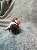 Paws, a male Miniature Dachshund for sale in Bloomington, IN – 5 of 5