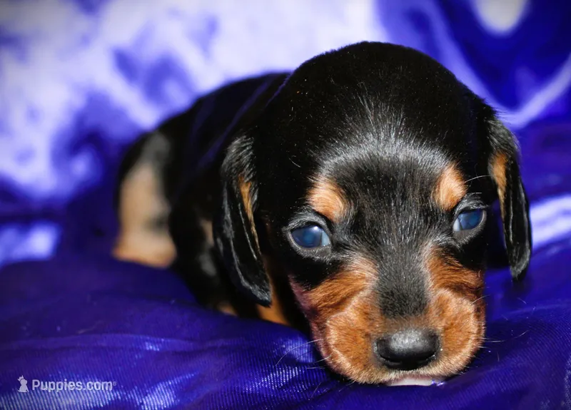 Calypso – Miniature Dachshund puppy for sale in Bloomington, IN
