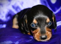 Calypso, a female Miniature Dachshund for sale in Bloomington, IN – 2 of 8