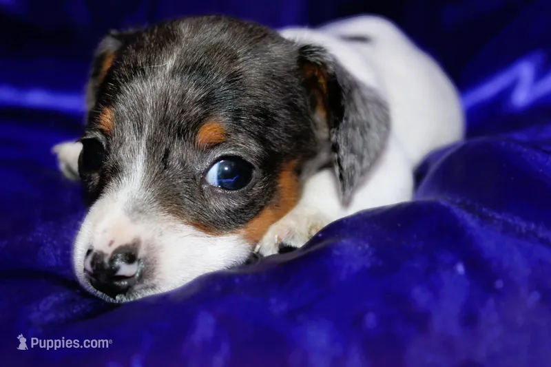 Dexter – Miniature Dachshund puppy for sale in Bloomington, IN