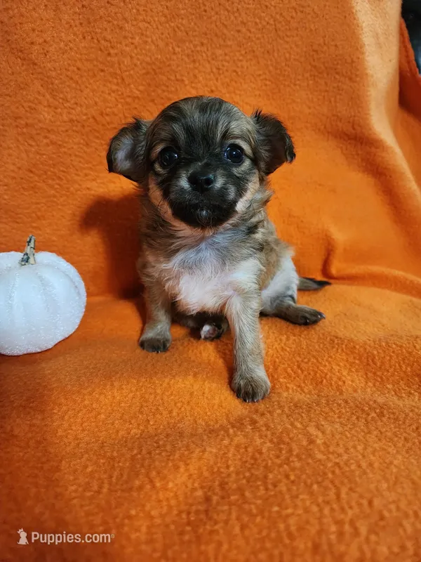 El Chubbo – Chihuahua puppy for sale in Imlay City, MI