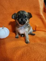 El Chubbo, a female Chihuahua for sale in Imlay City, MI – 1 of 8