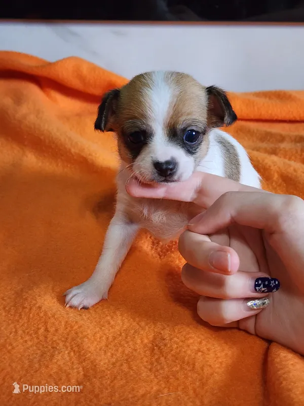 Bandit – Chihuahua puppy for sale in Rochester, MI