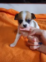 Bandit, a male Chihuahua for sale in Rochester, MI – 1 of 7