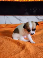 Bandit, a male Chihuahua for sale in Rochester, MI – 4 of 7