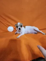 Mom of pups Elsa, a female Chihuahua for sale in Imlay City, MI – 3 of 3