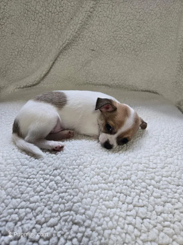 Bandit – Chihuahua puppy for sale in Imlay City, MI