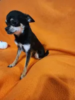 Remy, a male Chihuahua for sale in Imlay City, MI – 3 of 4