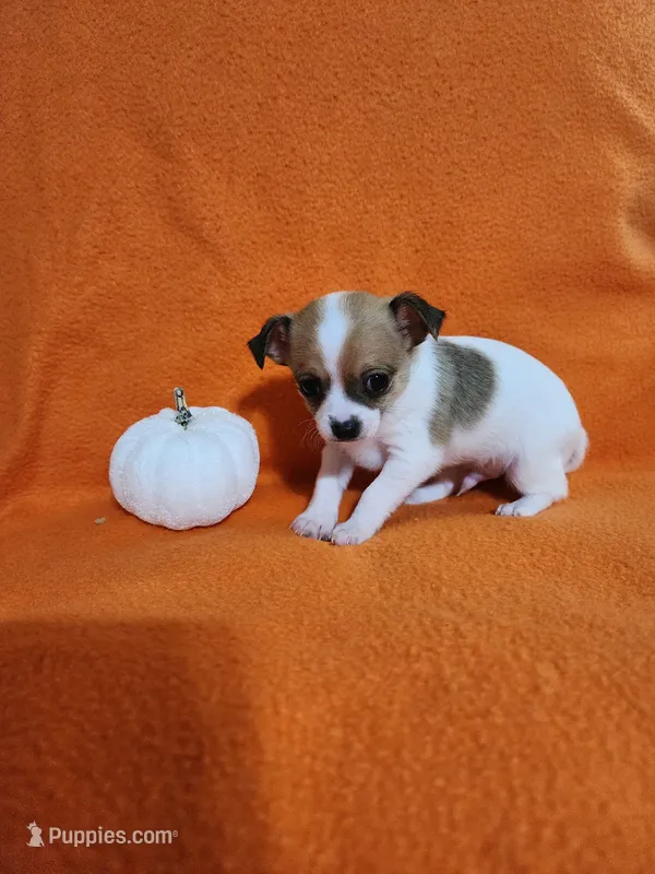 Bandit – Chihuahua puppy for sale in Imlay City, MI
