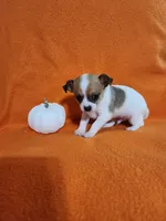 Bandit, a male Chihuahua for sale in Imlay City, MI – 1 of 10