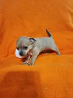 Bear, a male Chihuahua for sale in Imlay City, MI – 5 of 7