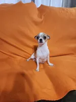 Mom of pups Elsa, a female Chihuahua for sale in Imlay City, MI – 2 of 3