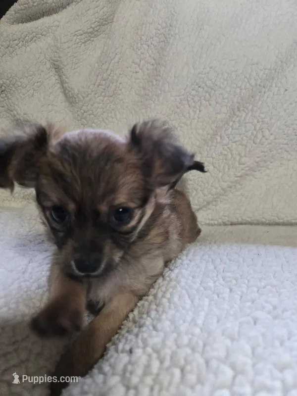 El Chubbo – Chihuahua puppy for sale in Imlay City, MI