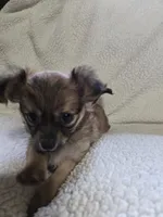 Rapunzel , a female Chihuahua for sale in Imlay City, MI – 3 of 7