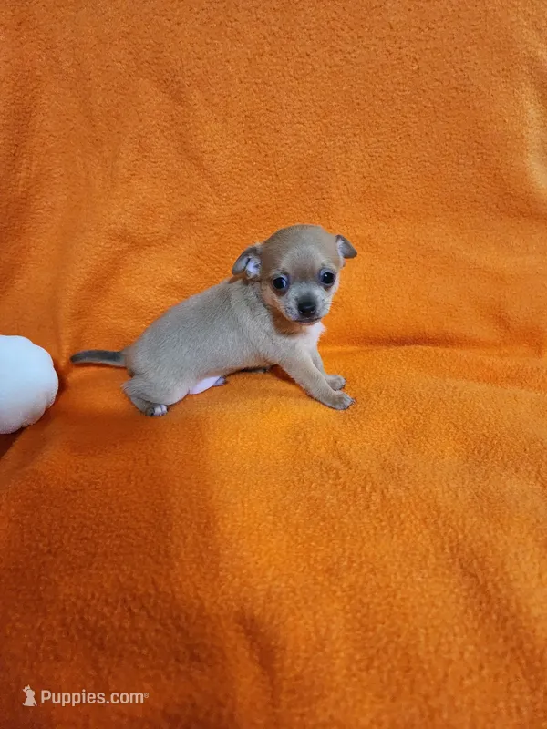 Bear – Chihuahua puppy for sale in Imlay City, MI