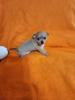Bear, a male Chihuahua for sale in Imlay City, MI – 1 of 7