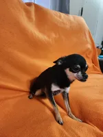 Remy, a male Chihuahua for sale in Imlay City, MI – 4 of 4