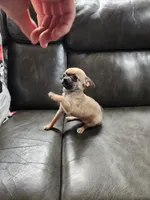Nala, a female Chihuahua for sale in Imlay City, MI – 4 of 9