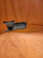 Nala, a female Chihuahua for sale in Imlay City, MI – 2 of 9