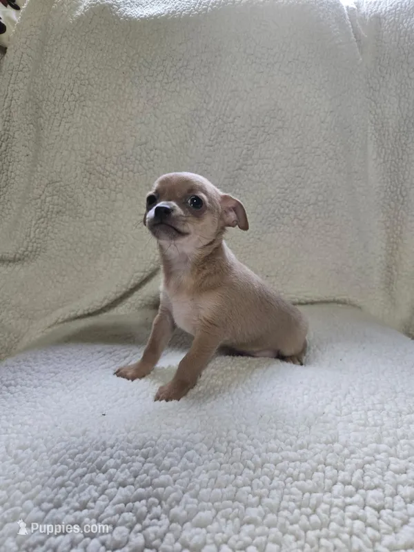 Bear – Chihuahua puppy for sale in Imlay City, MI