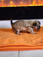 El Chubbo, a female Chihuahua for sale in Rochester, MI – 4 of 5