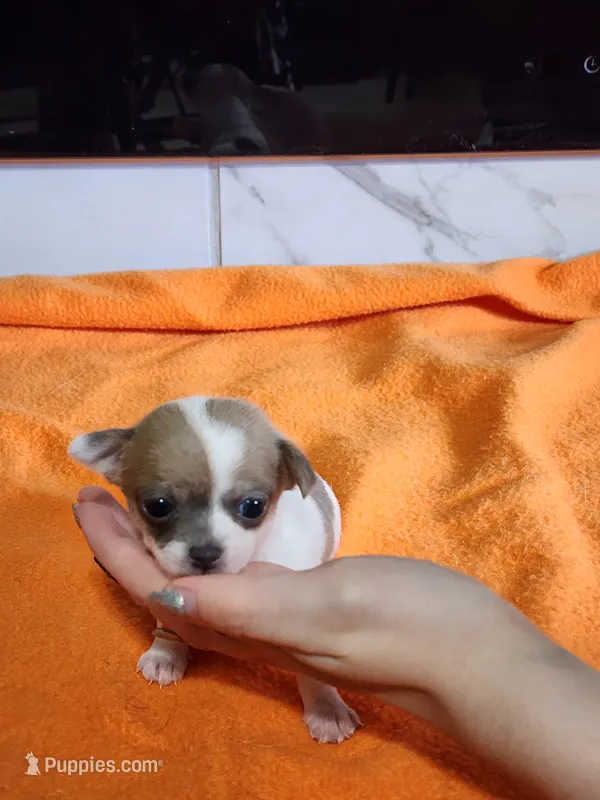 Snowflake – Chihuahua puppy for sale in Rochester, MI