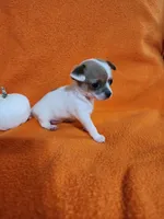 Snowflake, a female Chihuahua for sale in Imlay City, MI – 5 of 10