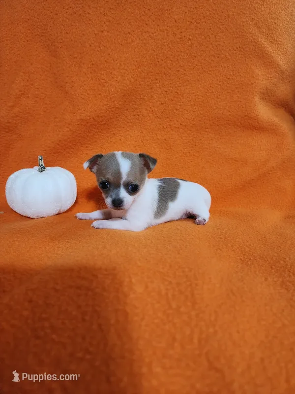 Snowflake – Chihuahua puppy for sale in Imlay City, MI