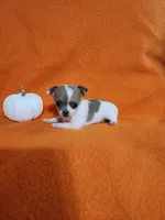 Snowflake, a female Chihuahua for sale in Imlay City, MI – 1 of 10