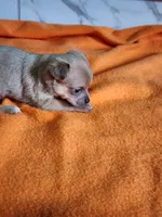 Bear, a male Chihuahua for sale in Rochester, MI – 6 of 6