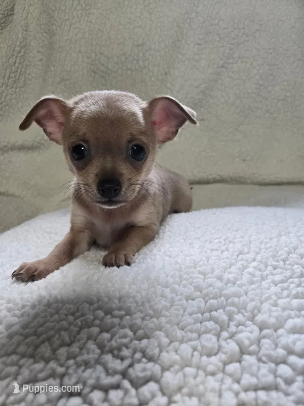 Bear – Chihuahua puppy for sale in Imlay City, MI