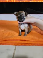 El Chubbo, a female Chihuahua for sale in Rochester, MI – 2 of 5