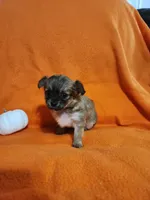 El Chubbo, a female Chihuahua for sale in Imlay City, MI – 6 of 8