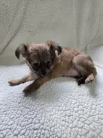 Rapunzel , a female Chihuahua for sale in Imlay City, MI – 5 of 7