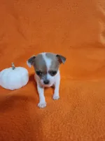 Snowflake, a female Chihuahua for sale in Imlay City, MI – 6 of 10