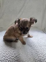 Rapunzel , a female Chihuahua for sale in Imlay City, MI – 7 of 7