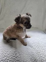 Rapunzel , a female Chihuahua for sale in Imlay City, MI – 4 of 7