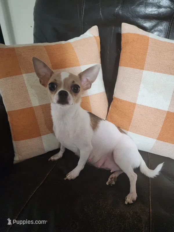  Elsa – Chihuahua puppy for sale in Imlay City, MI