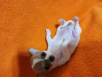 Snowflake, a female Chihuahua for sale in Imlay City, MI – 4 of 10