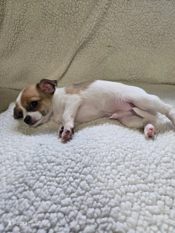 Bandit – Chihuahua puppy for sale in Imlay City, MI