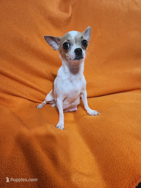 Mom of pups Elsa – Chihuahua puppy for sale in Imlay City, MI