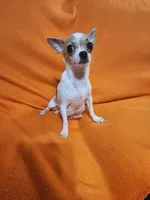 Mom of pups Elsa, a female Chihuahua for sale in Imlay City, MI – 1 of 3