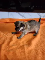 El Chubbo, a female Chihuahua for sale in Rochester, MI – 5 of 5
