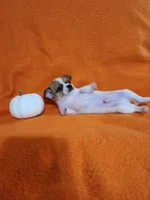 Bandit, a male Chihuahua for sale in Imlay City, MI – 5 of 10