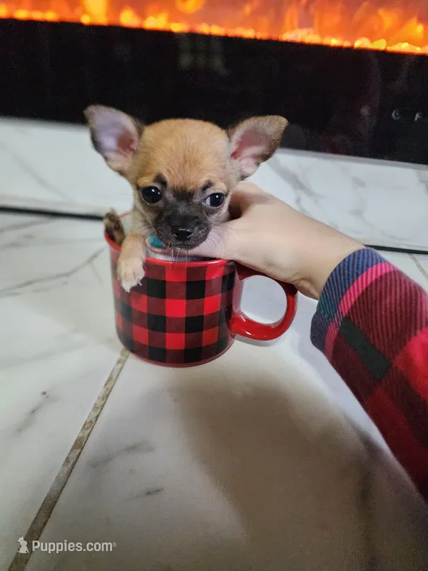 Nala – Chihuahua puppy for sale in Imlay City, MI