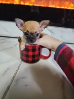 Nala, a female Chihuahua for sale in Imlay City, MI – 1 of 9