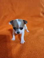Snowflake, a female Chihuahua for sale in Imlay City, MI – 10 of 10